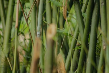 Bahçedeki yeşil bambu ağacı. Bambu ormanlarının arka planı