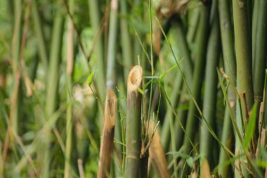Bahçedeki yeşil bambu ağacı. Bambu ormanlarının arka planı