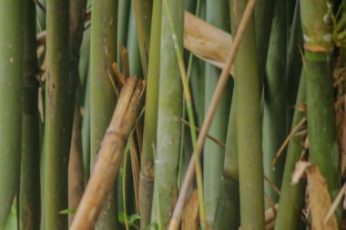 Bahçedeki yeşil bambu ağacı. Bambu ormanlarının arka planı