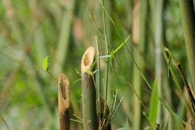 Bahçedeki yeşil bambu ağacı. Bambu ormanlarının arka planı