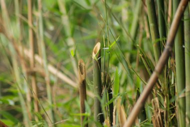 Bahçedeki yeşil bambu ağacı. Bambu ormanlarının arka planı
