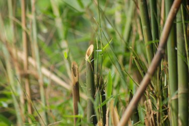 Bahçedeki yeşil bambu ağacı. Bambu ormanlarının arka planı