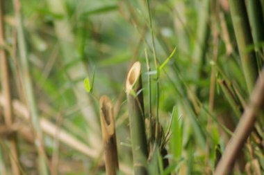 Bahçedeki yeşil bambu ağacı. Bambu ormanlarının arka planı