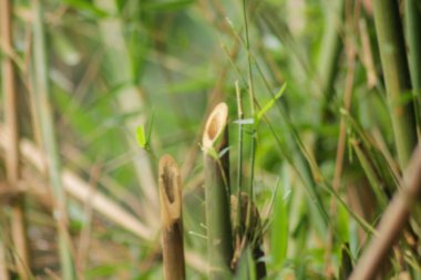 Bahçedeki yeşil bambu ağacı. Bambu ormanlarının arka planı