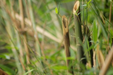 Bahçedeki yeşil bambu ağacı. Bambu ormanlarının arka planı