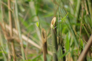 Bahçedeki yeşil bambu ağacı. Bambu ormanlarının arka planı