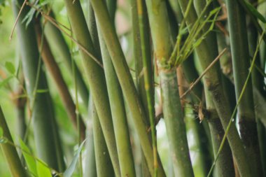 Bahçedeki yeşil bambu ağacı. Bambu ormanlarının arka planı