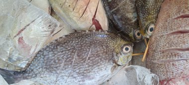 Markette buzlu taze deniz ürünleri.