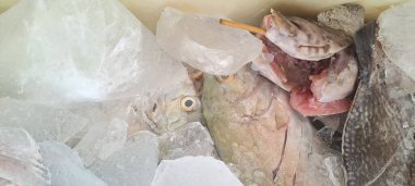 Markette buzlu taze deniz ürünleri.