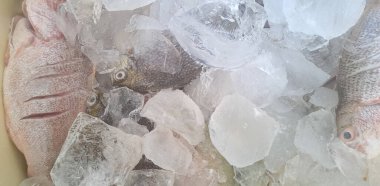 Markette buzlu taze deniz ürünleri.