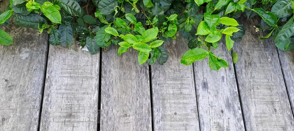 Çay yapraklı ahşap zemin