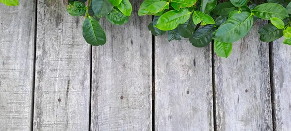 Çay yapraklı ahşap zemin