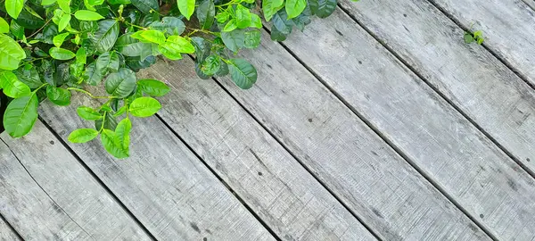 Çay yapraklı ahşap zemin