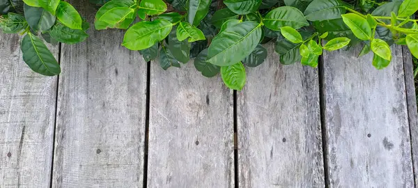 Çay yapraklı ahşap zemin