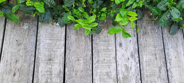 Çay yapraklı ahşap zemin