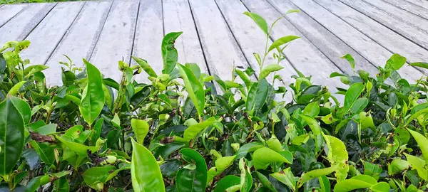 Çay yapraklı ahşap zemin