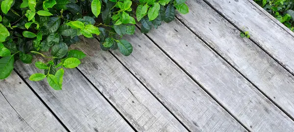 Çay yapraklı ahşap zemin