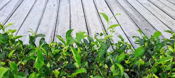 Çay yapraklı ahşap zemin