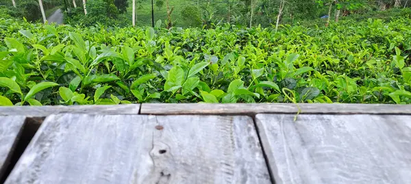 Çay yapraklı ahşap zemin