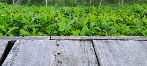 Çay yapraklı ahşap zemin