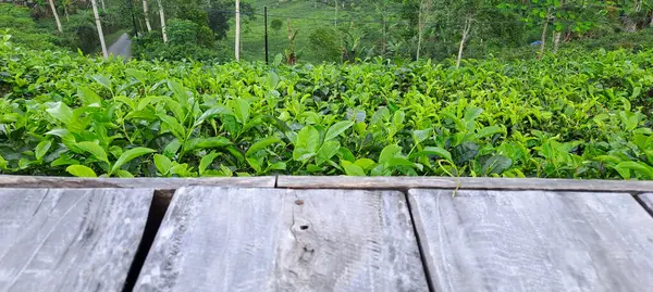 Çay yapraklı ahşap zemin