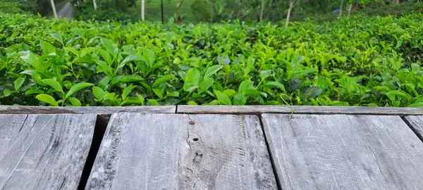 Çay yapraklı ahşap zemin