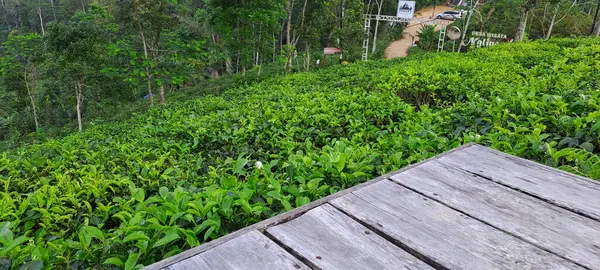 Çay yapraklı ahşap zemin