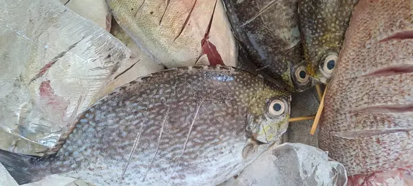 Markette buzlu taze deniz ürünleri.