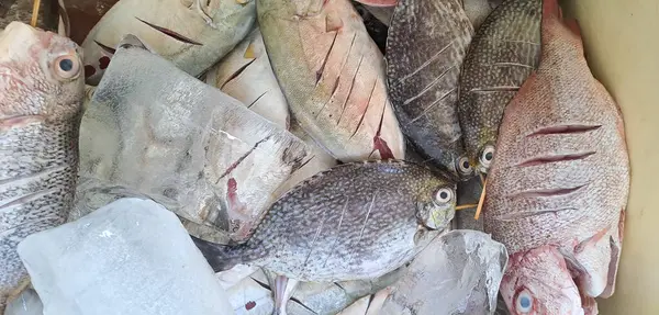 Markette buzlu taze deniz ürünleri.