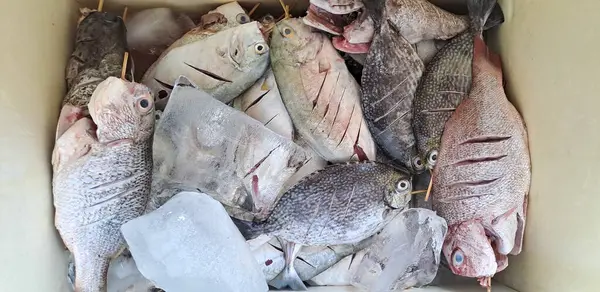 Markette buzlu taze deniz ürünleri.