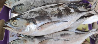 Markette buzlu taze deniz ürünleri.