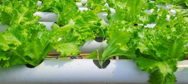 Yeşil yapraklı marul çiftliği hidroponik yöntemi olarak kullanılır. Serada yetişen marul çiftliğinin hidrofoniği.
