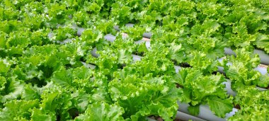 Yeşil yapraklı marul çiftliği hidroponik yöntemi olarak kullanılır. Serada yetişen marul çiftliğinin hidrofoniği.