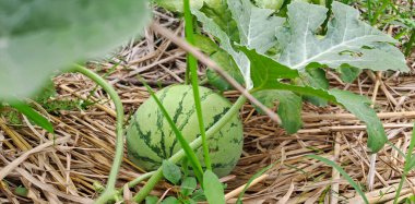 Tarlada büyüyen karpuz. Çiftlikteki karpuz