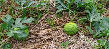 Tarlada büyüyen karpuz. Çiftlikteki karpuz