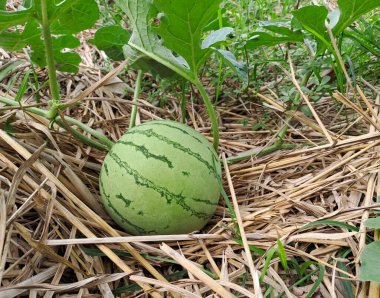 Tarlada büyüyen karpuz. Çiftlikteki karpuz