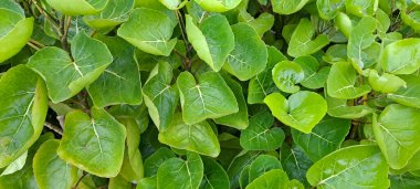 Kalkan aralia denilen tropikal bir çalılık, veya erik aralia (Polyscias scutellaria)