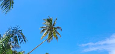 Mavi gökyüzü arkaplanına karşı hindistan cevizi ağacı