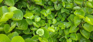 Kalkan aralia denilen tropikal bir çalılık, veya erik aralia (Polyscias scutellaria)