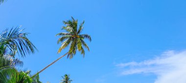 Mavi gökyüzü arkaplanına karşı hindistan cevizi ağacı