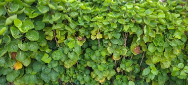 Kalkan aralia denilen tropikal bir çalılık, veya erik aralia (Polyscias scutellaria)