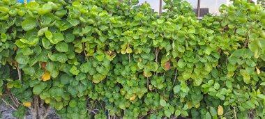 Kalkan aralia denilen tropikal bir çalılık, veya erik aralia (Polyscias scutellaria)