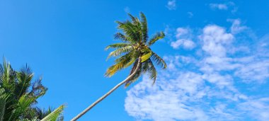 Mavi gökyüzü arkaplanına karşı hindistan cevizi ağacı