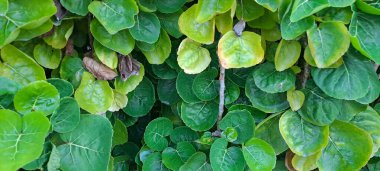 Kalkan aralia denilen tropikal bir çalılık, veya erik aralia (Polyscias scutellaria)