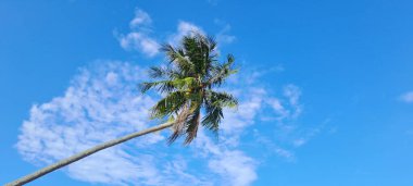 Mavi gökyüzü arkaplanına karşı hindistan cevizi ağacı