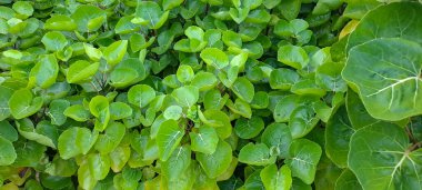 Kalkan aralia denilen tropikal bir çalılık, veya erik aralia (Polyscias scutellaria)