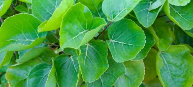 Kalkan aralia denilen tropikal bir çalılık, veya erik aralia (Polyscias scutellaria)