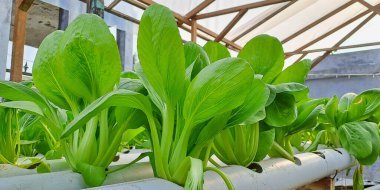 Hidrofonik boruda paket var. Hidrofonik sebze çiftliği.