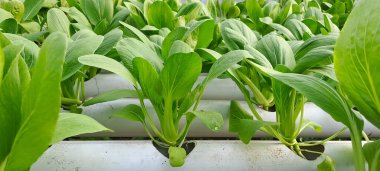 Hidrofonik boruda paket var. Hidrofonik sebze çiftliği.