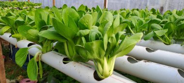 Hidrofonik boruda paket var. Hidrofonik sebze çiftliği.